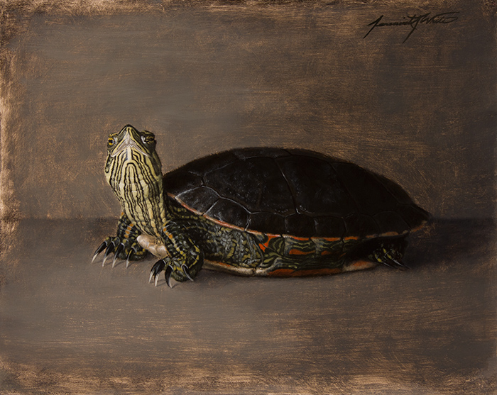 A painting of our male painted turtle in a still life style setting. The reptile is a pet of the artist. The red, yellow, black, and green colors show vividly against the gray setting.